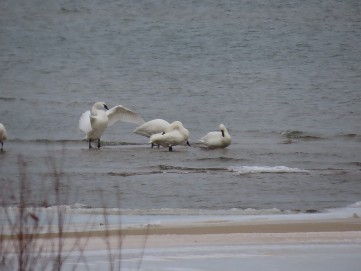 Trumpeter Swan - ML646215129