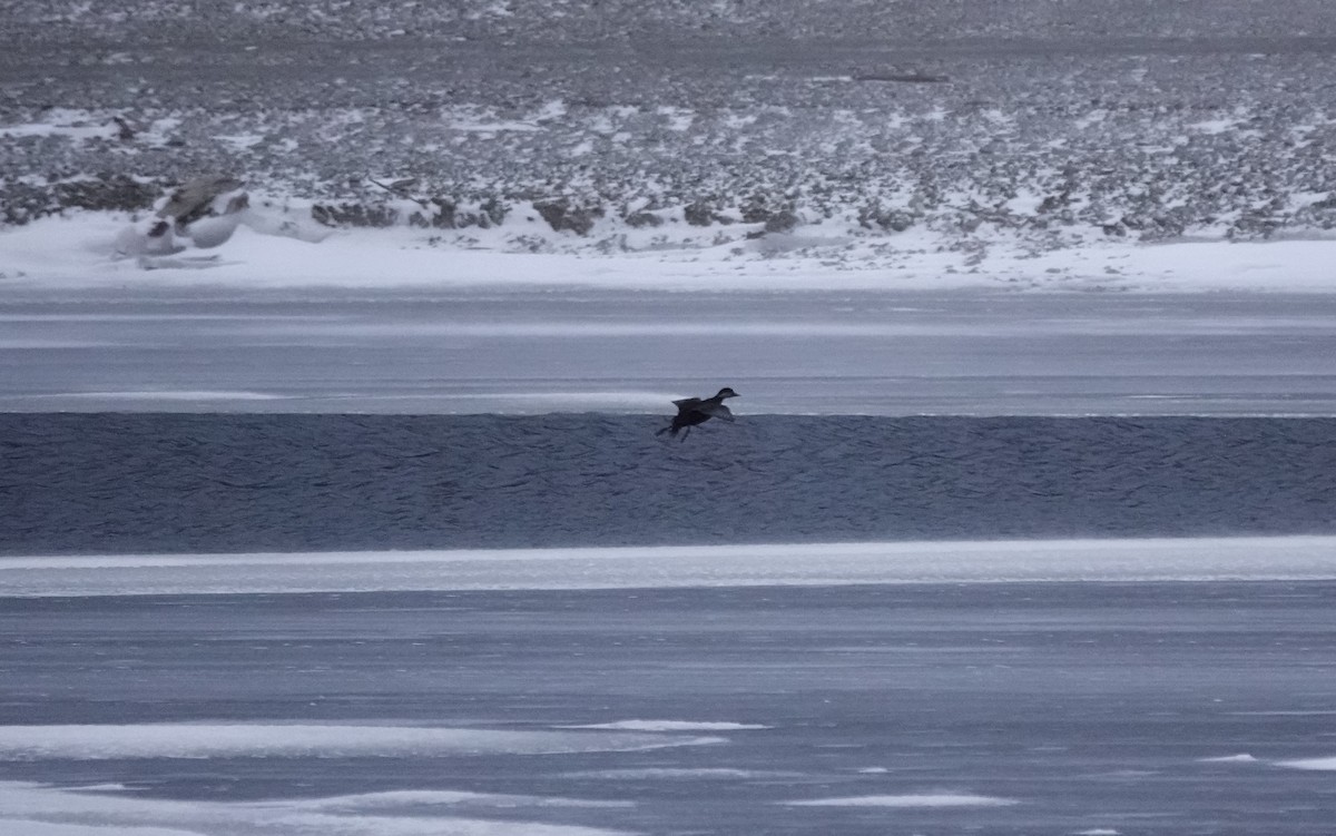 Ahate herdoiltsua - ML646215134