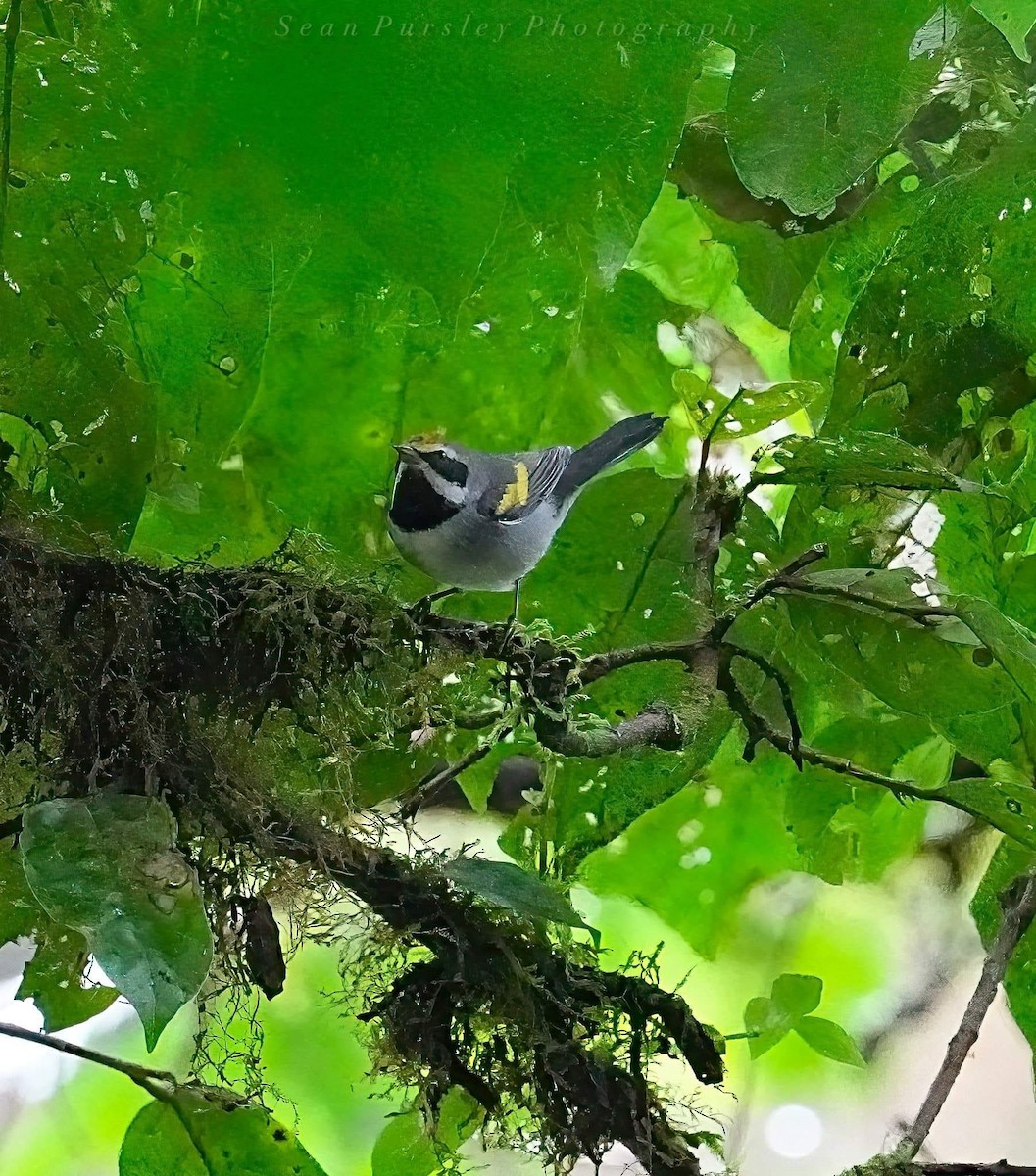 Altın Kanatlı Ötleğen - ML646215141