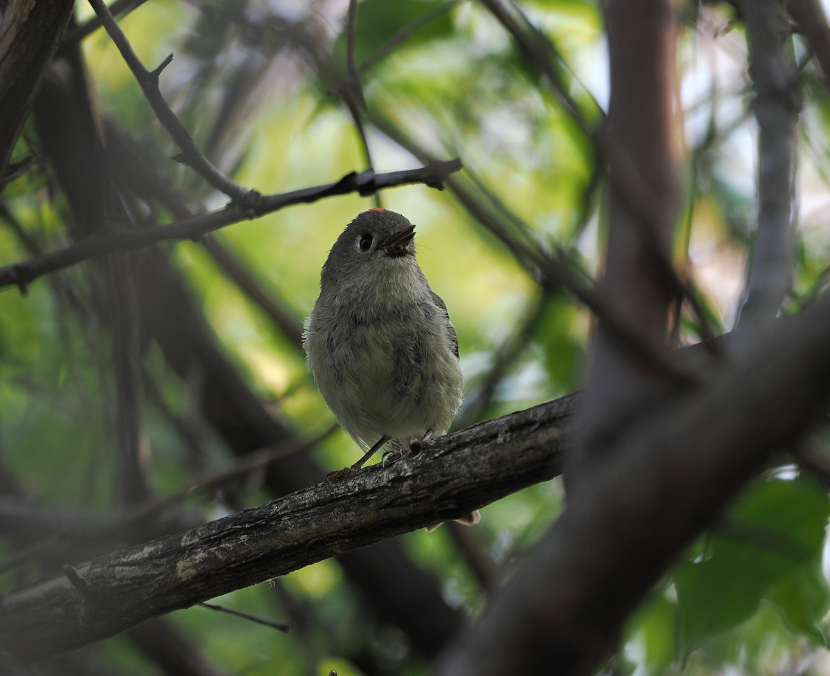 Ruby-crowned Kinglet - ML646215142
