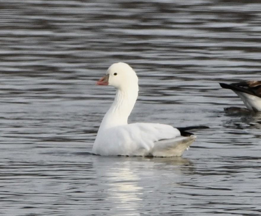 Ross's Goose - ML646215145