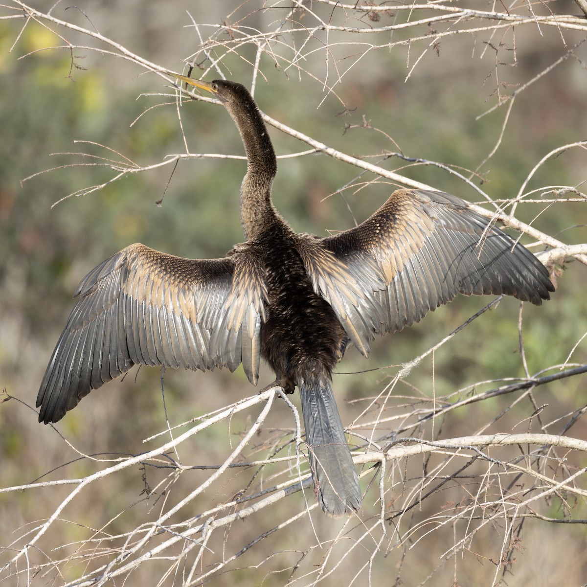 Anhinga - ML646215146