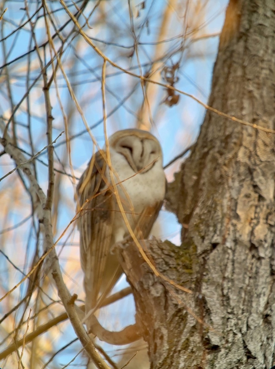 American Barn Owl - ML646215147