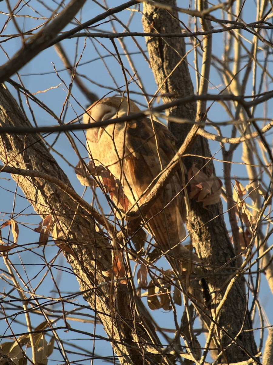 American Barn Owl - ML646215148