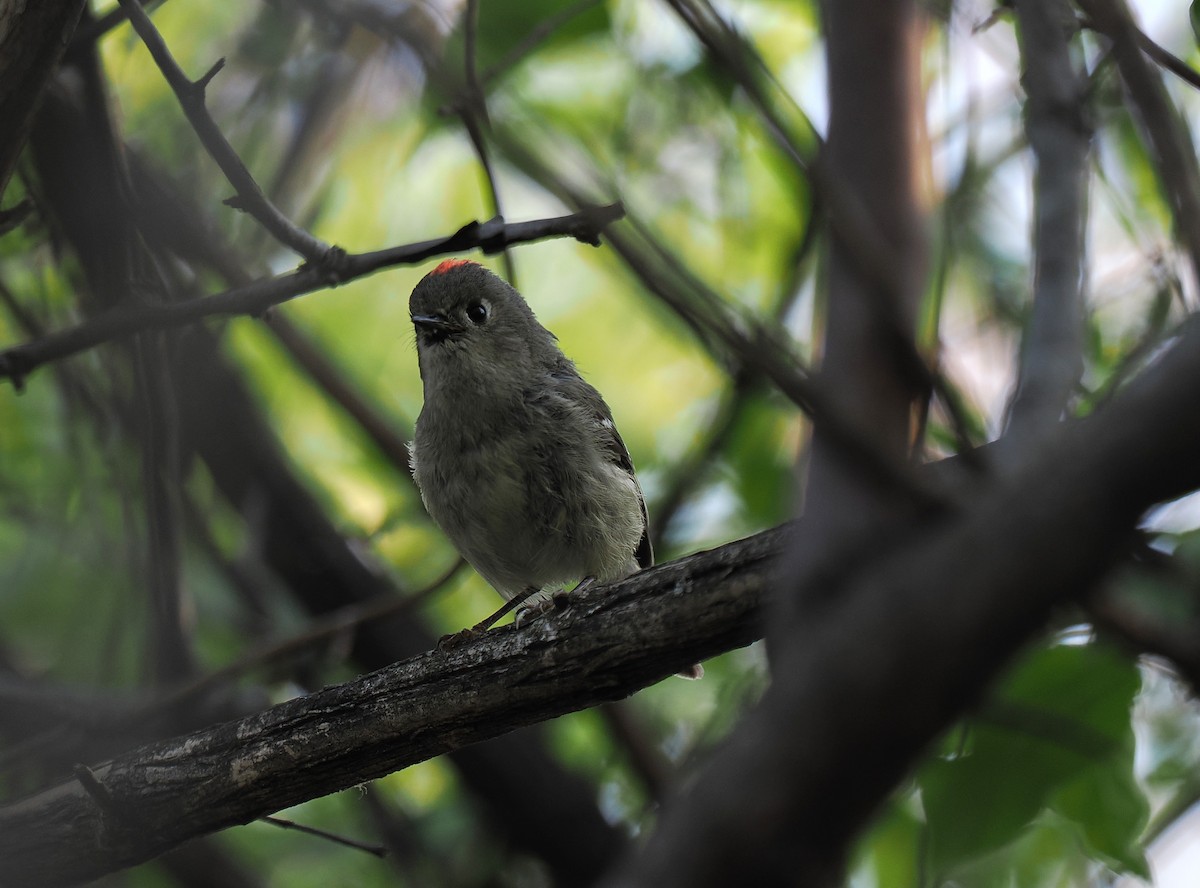 Ruby-crowned Kinglet - ML646215149