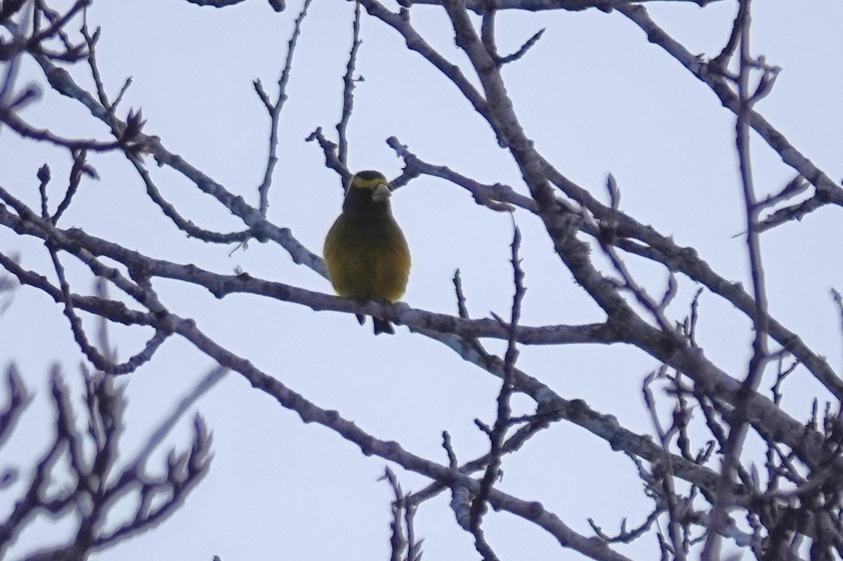 Mokolodi bekainoria - ML646215150