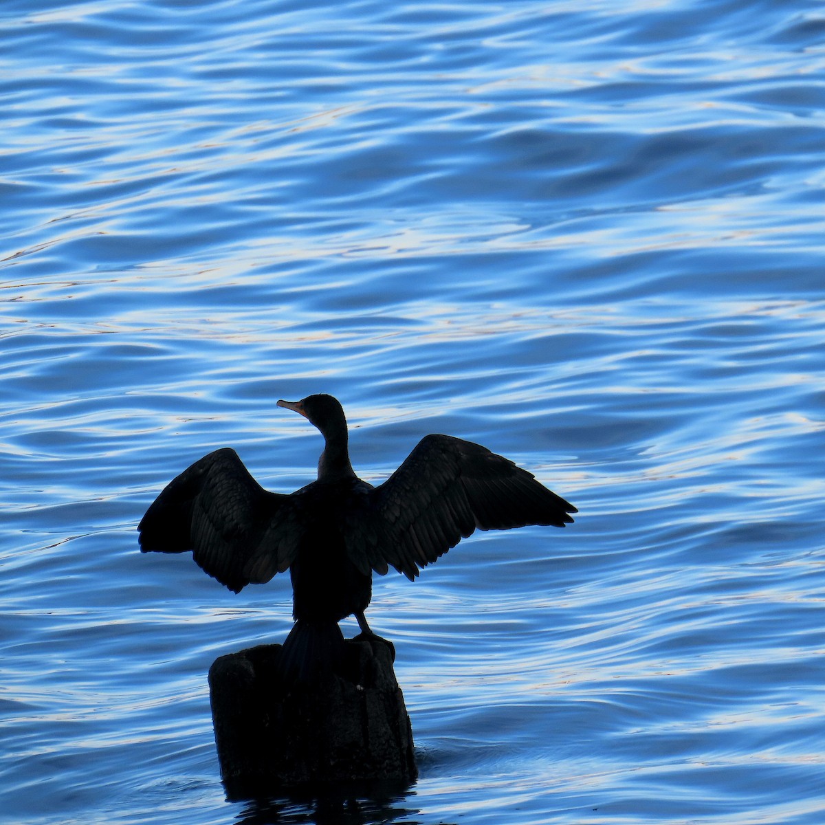 Double-crested Cormorant - ML646215157