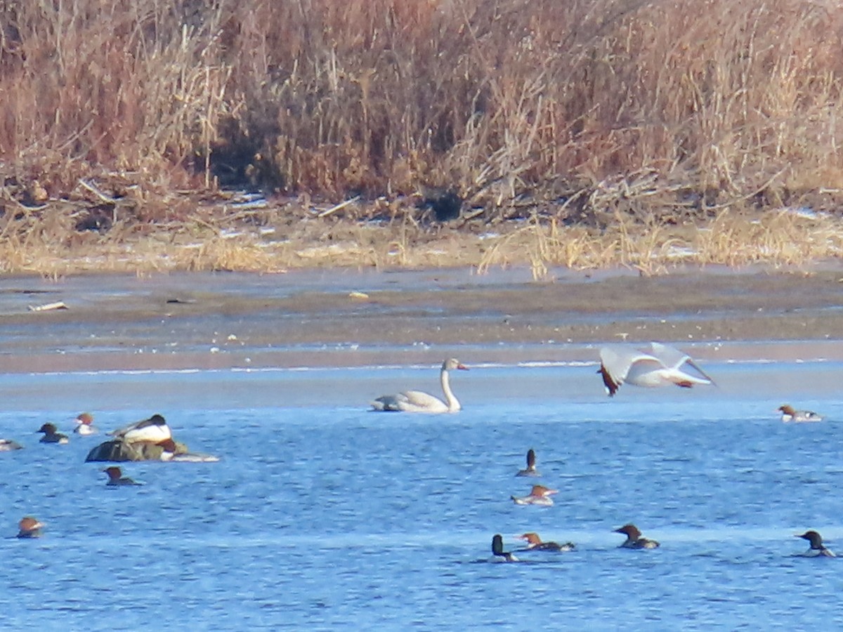 Гунгар хун - ML646215160