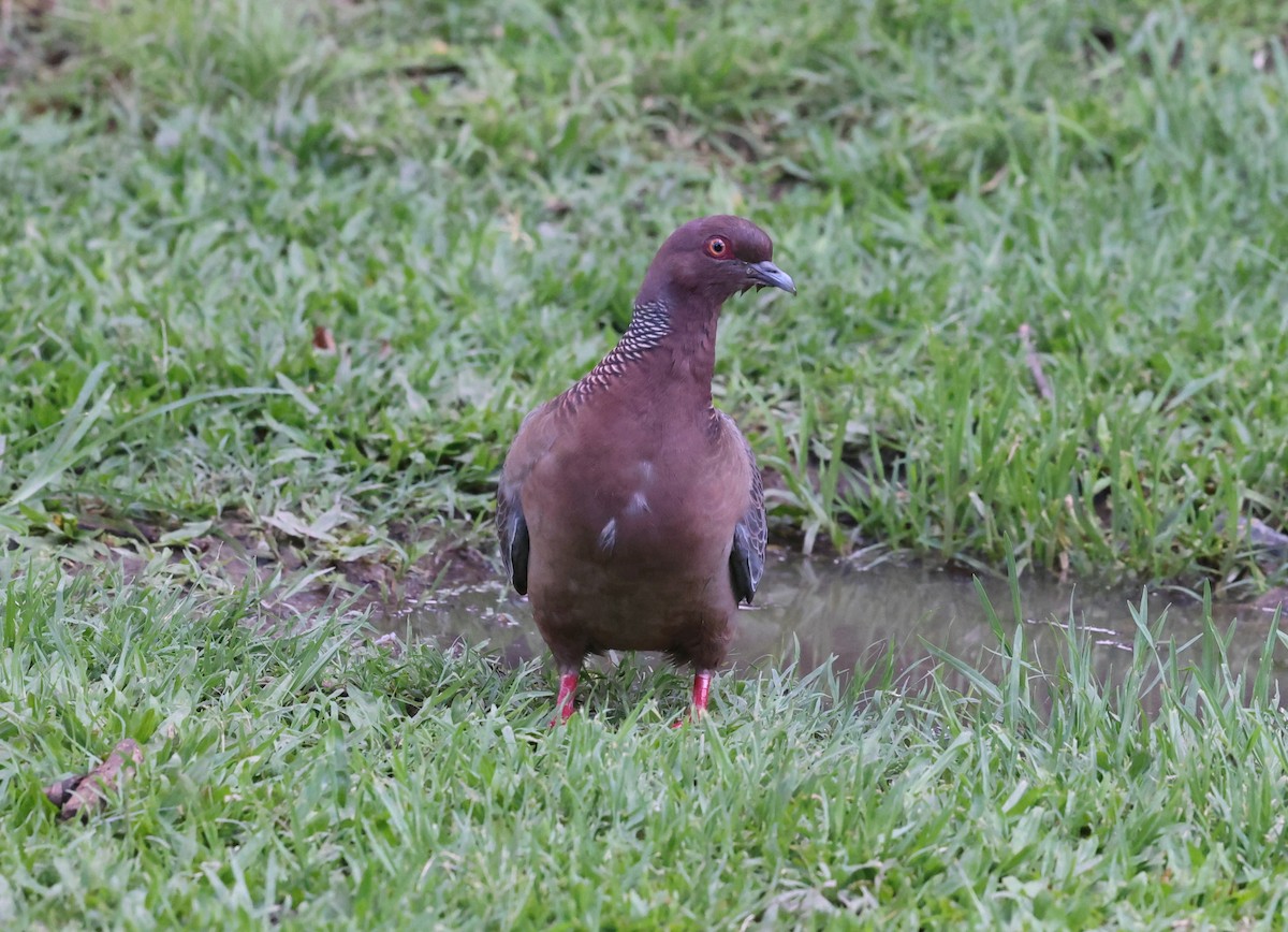 Pikazuro Güvercini - ML646215162