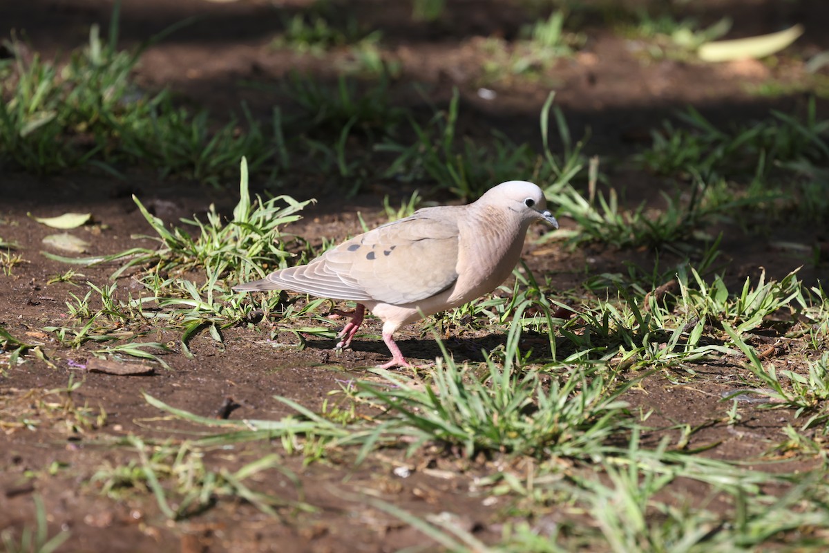 hrdlička černouchá - ML646215163