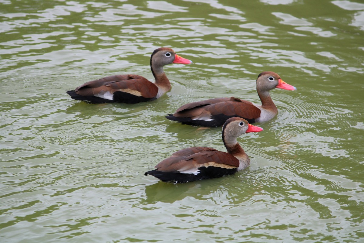 husička černobřichá - ML646215166