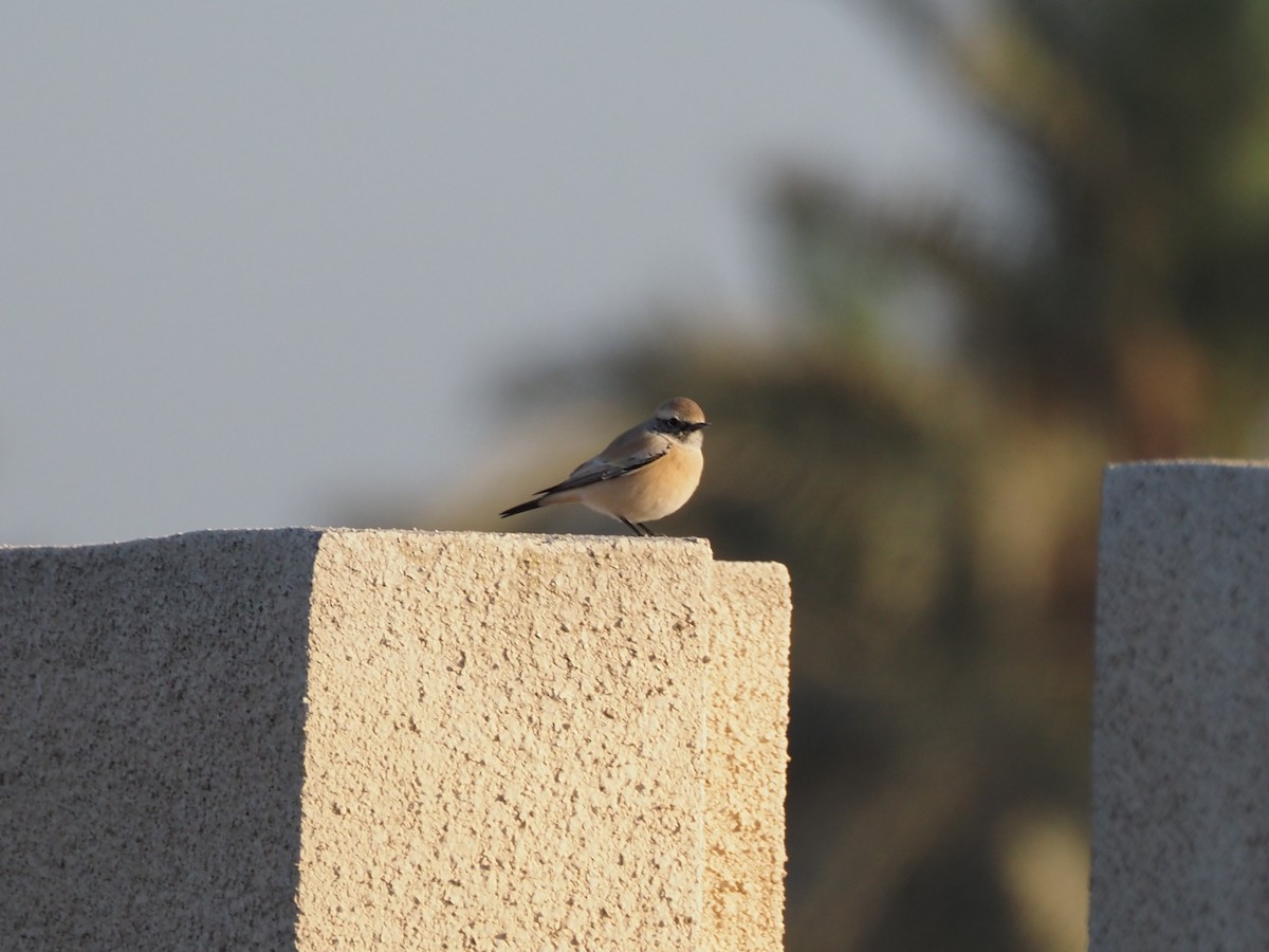 Desert Wheatear - ML646215167