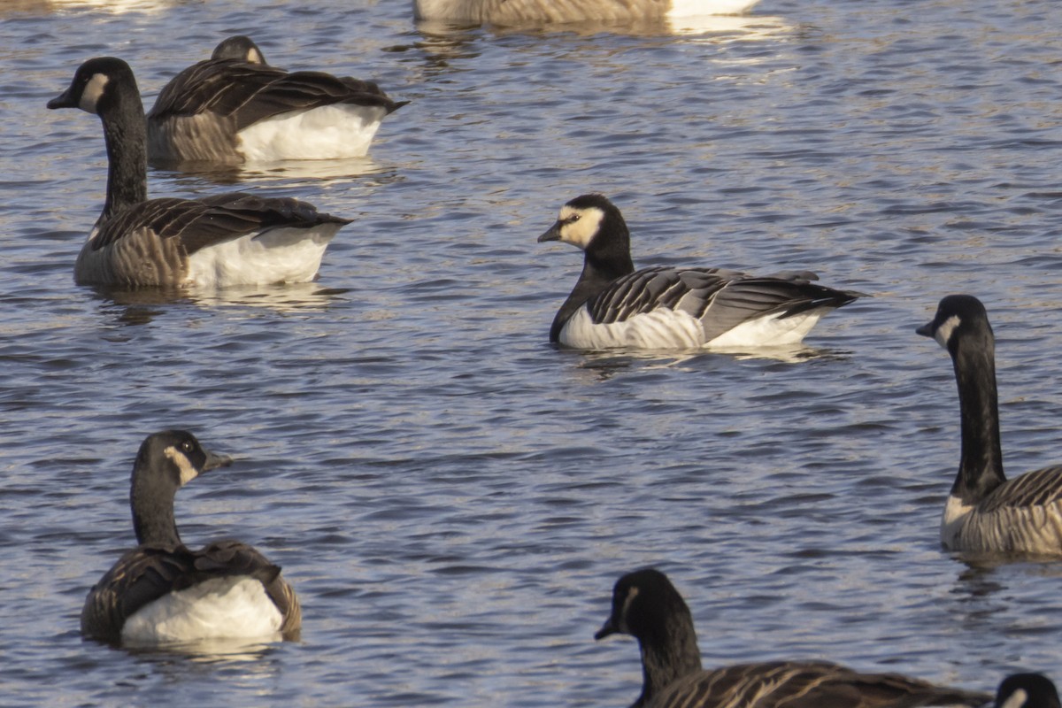 Barnacle Goose - ML646215173