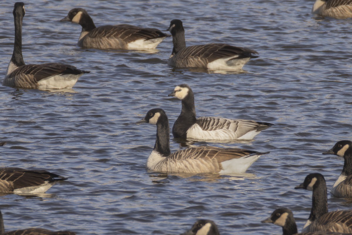 Barnacle Goose - ML646215174