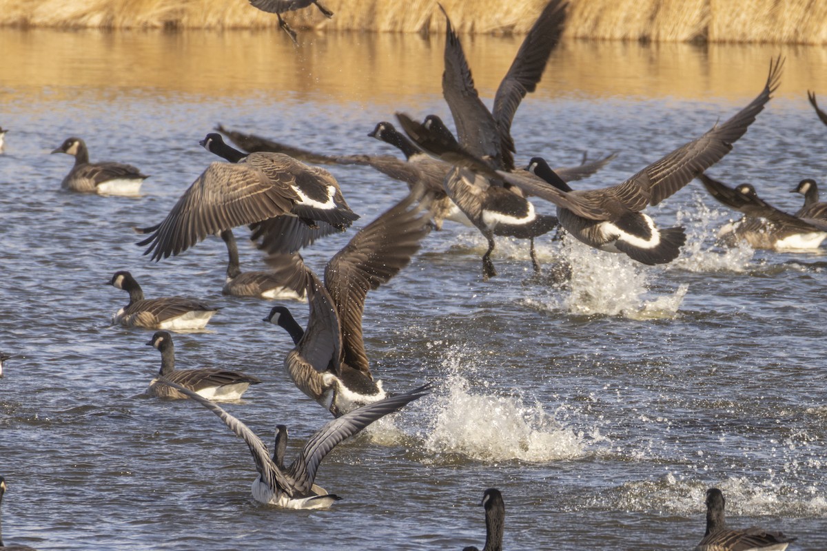 Barnacle Goose - ML646215175