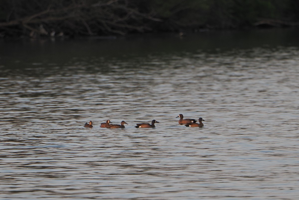 Blue-winged Teal - ML646215177