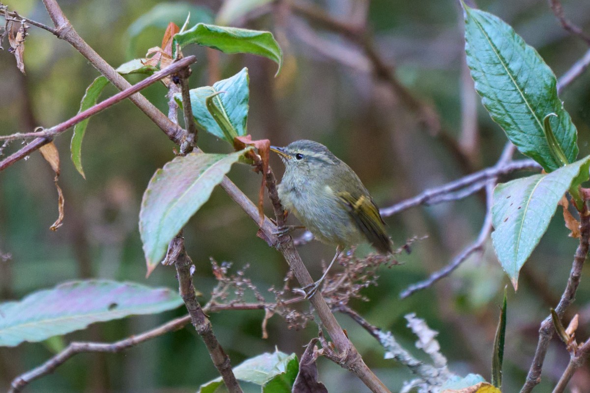 Buff-barred Warbler - ML646215181