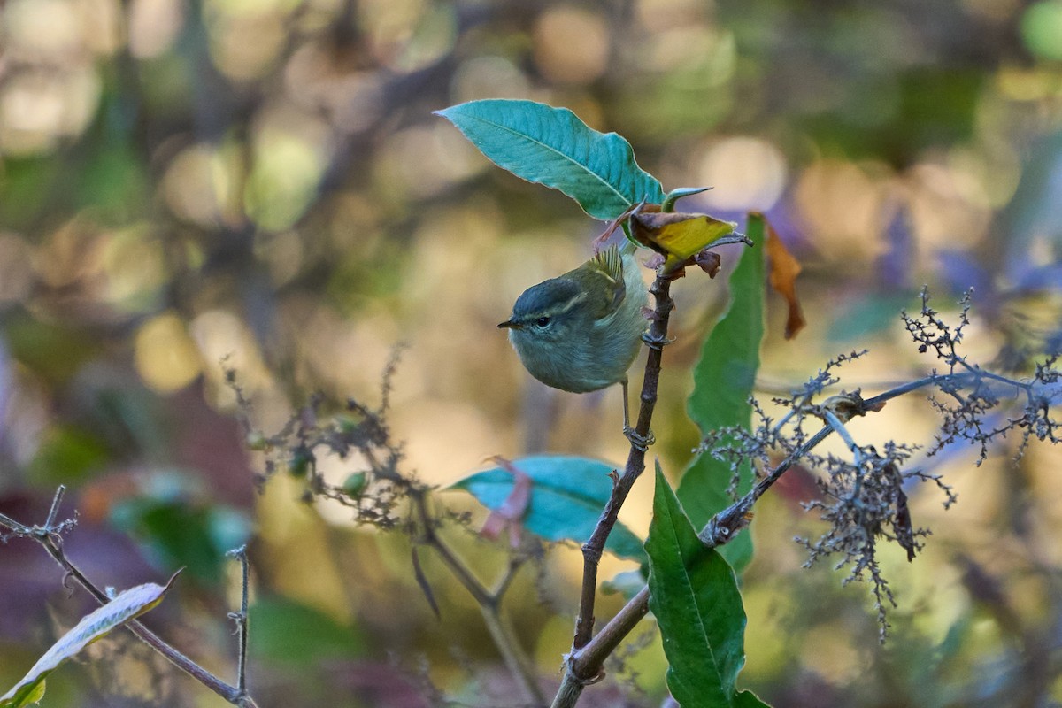 Buff-barred Warbler - ML646215182