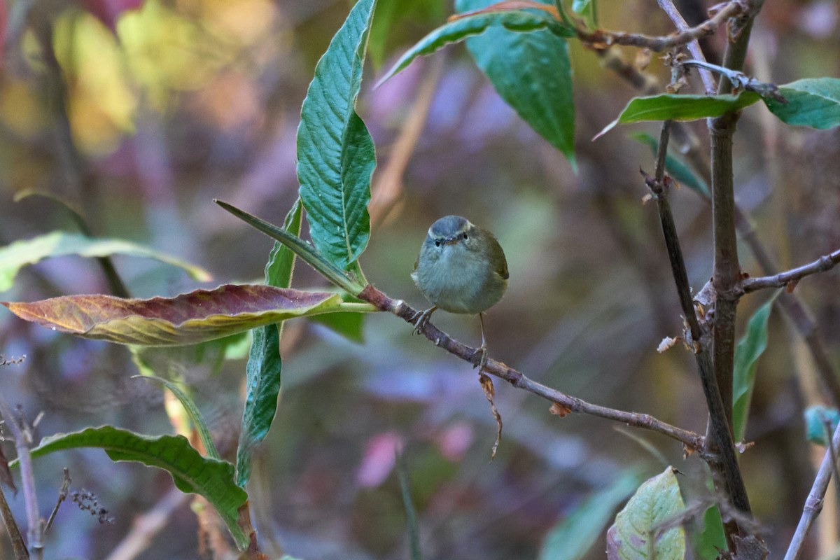 Buff-barred Warbler - ML646215183