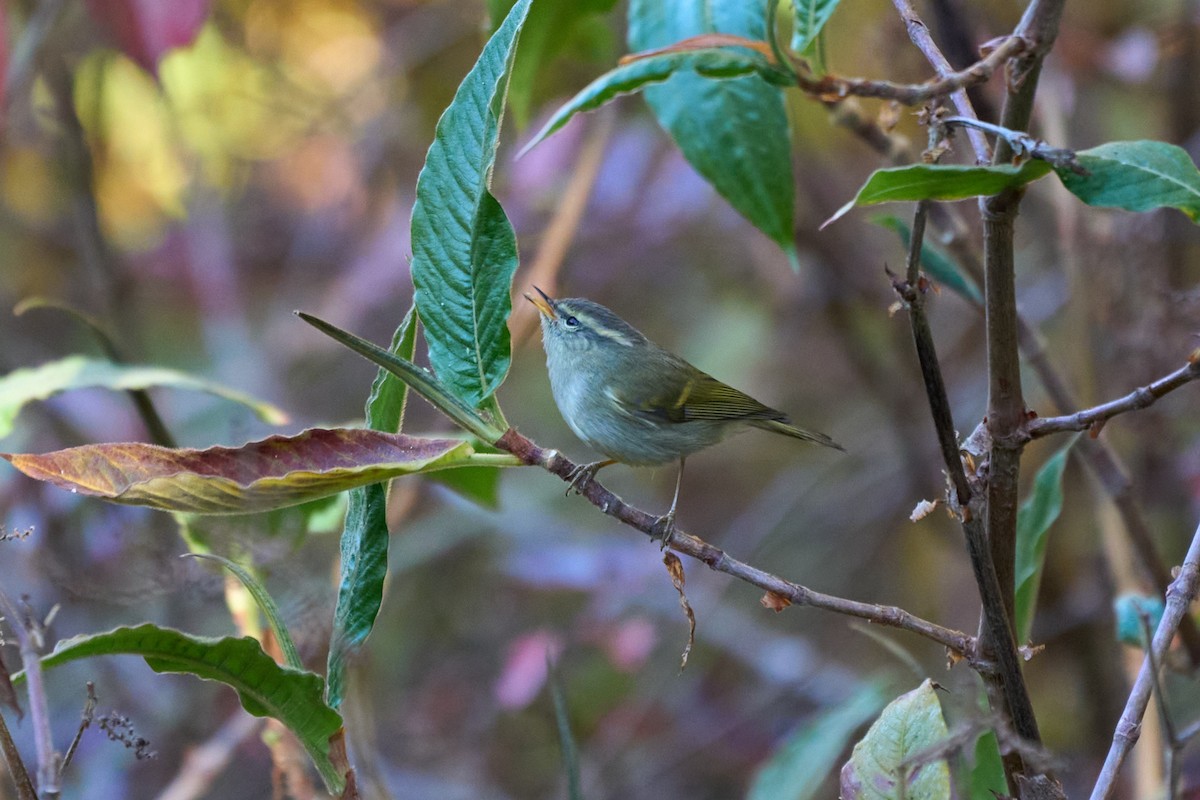 Buff-barred Warbler - ML646215184