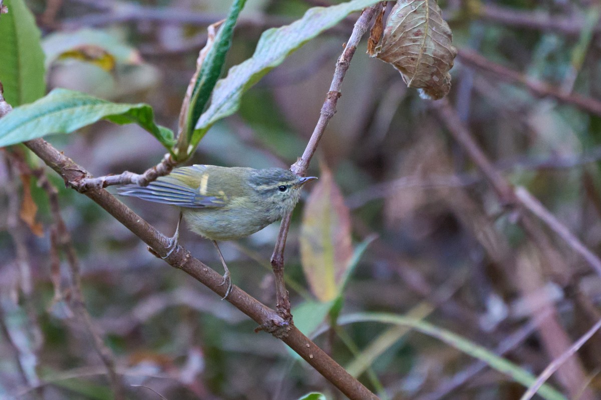 Buff-barred Warbler - ML646215185