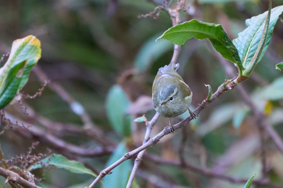 Buff-barred Warbler - ML646215186