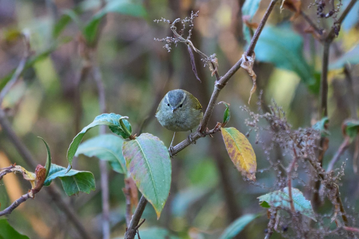Buff-barred Warbler - ML646215187