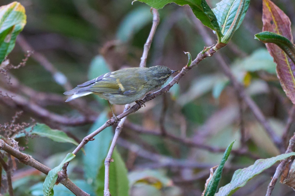 Buff-barred Warbler - ML646215188