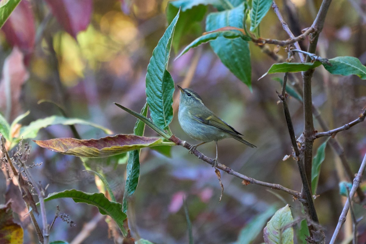 Buff-barred Warbler - ML646215189