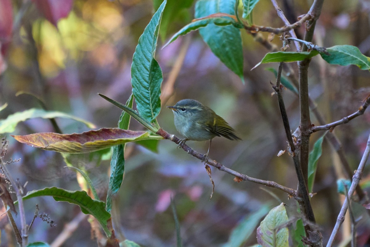 Buff-barred Warbler - ML646215190
