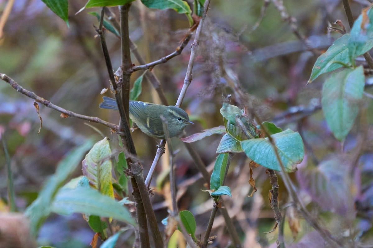 Buff-barred Warbler - ML646215191