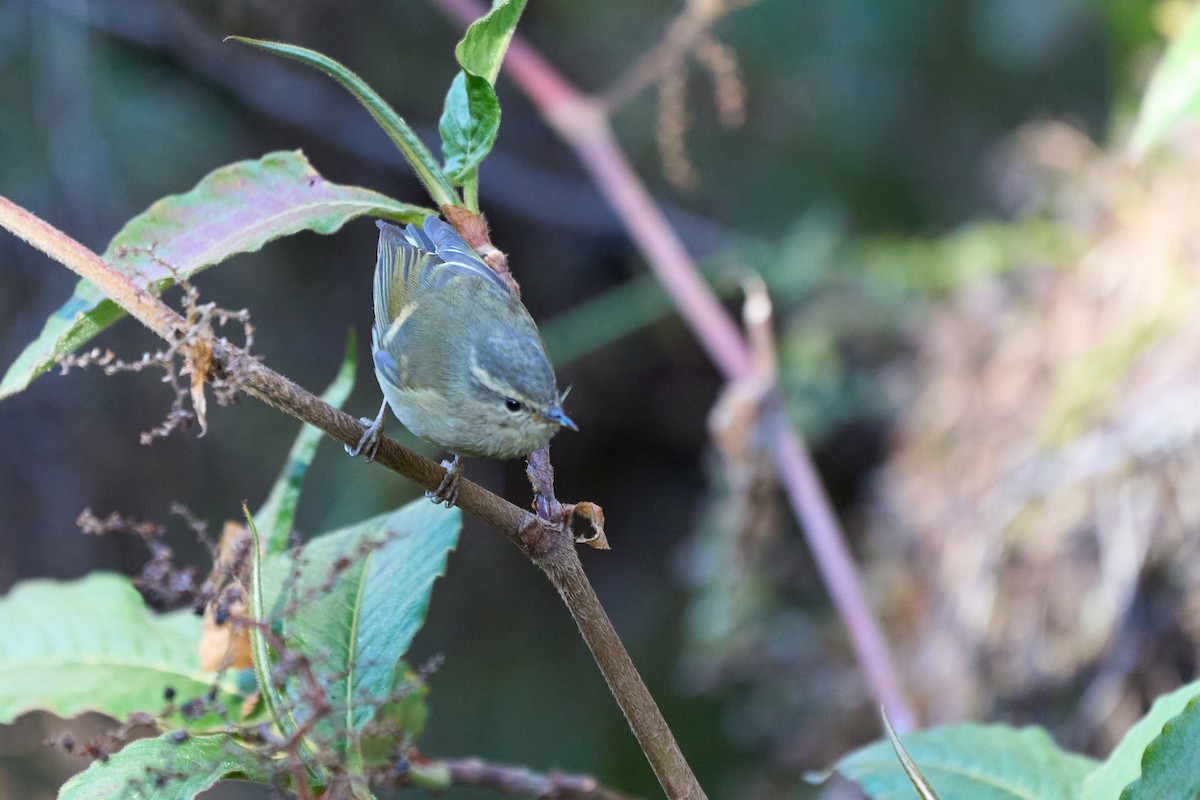 Buff-barred Warbler - ML646215192