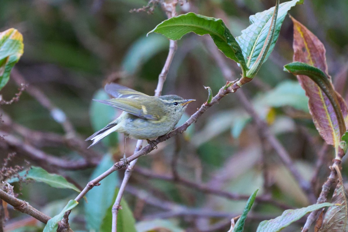 Buff-barred Warbler - ML646215193