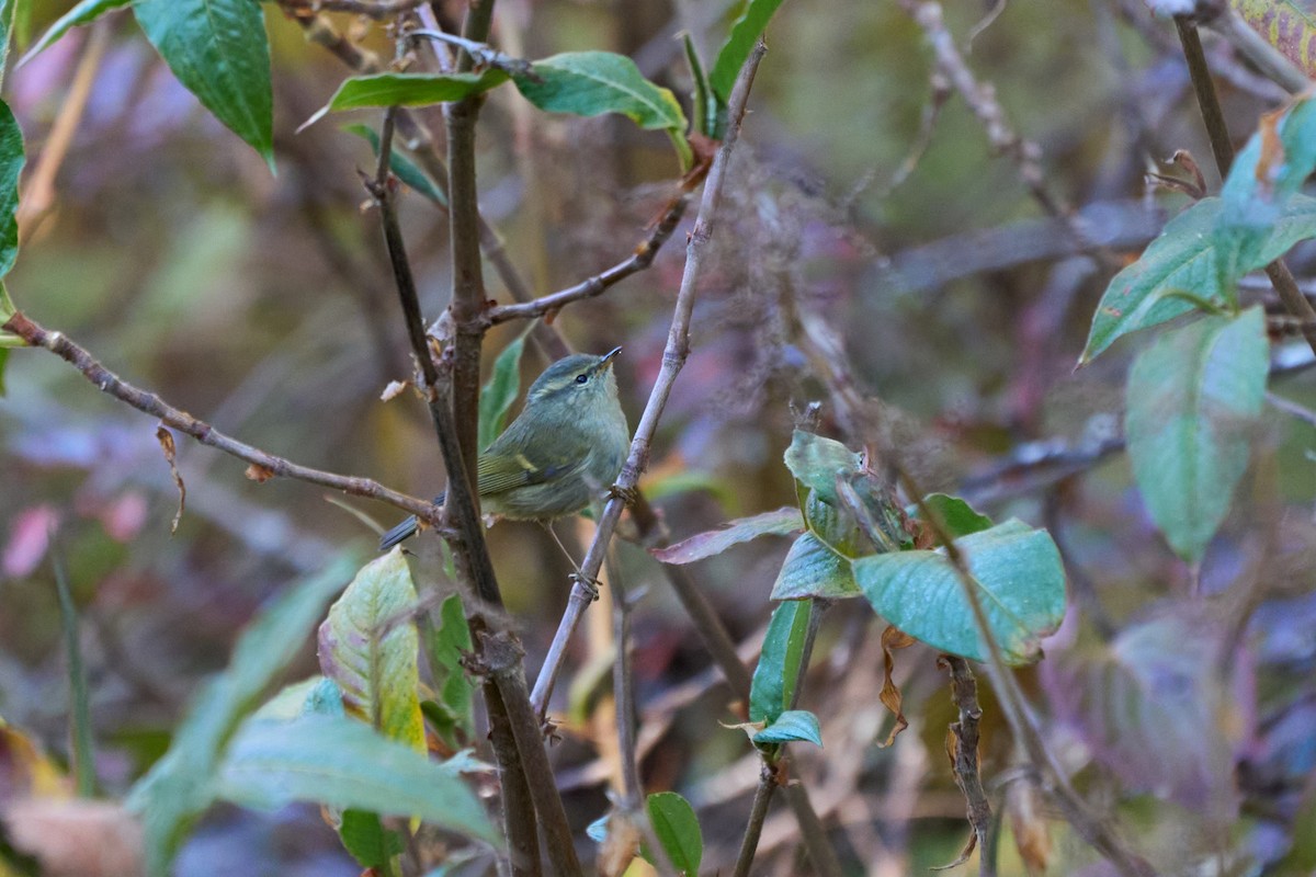 Buff-barred Warbler - ML646215194