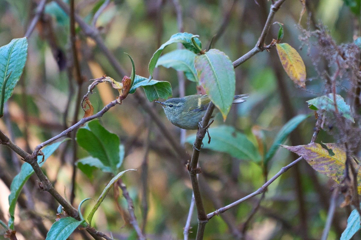 Buff-barred Warbler - ML646215195