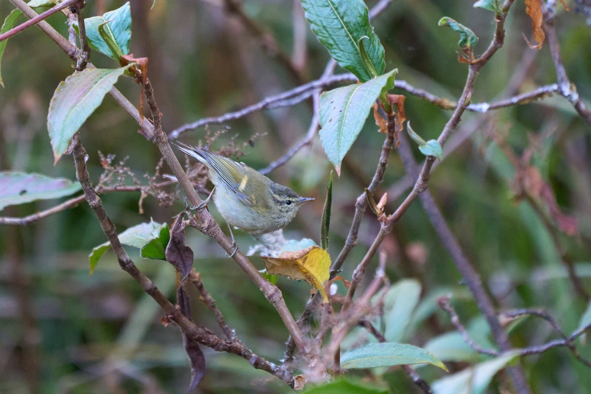 Buff-barred Warbler - ML646215196