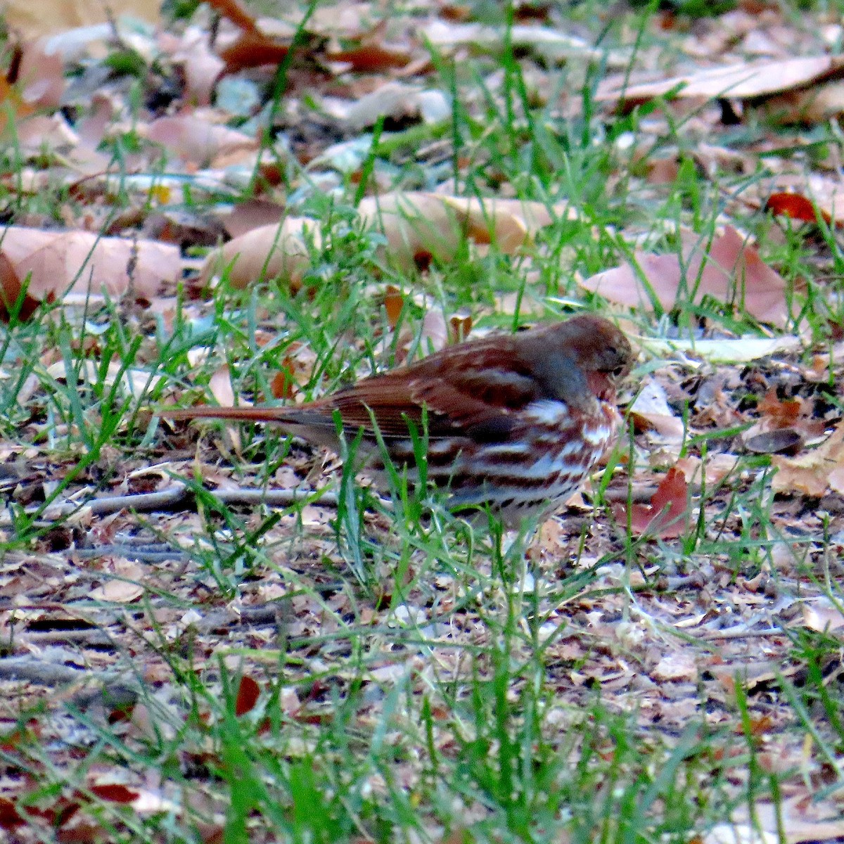 Fox Sparrow - ML646215197