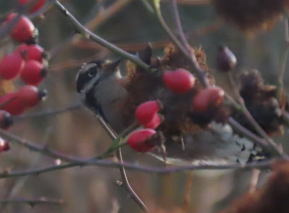 Downy Woodpecker - ML646215198