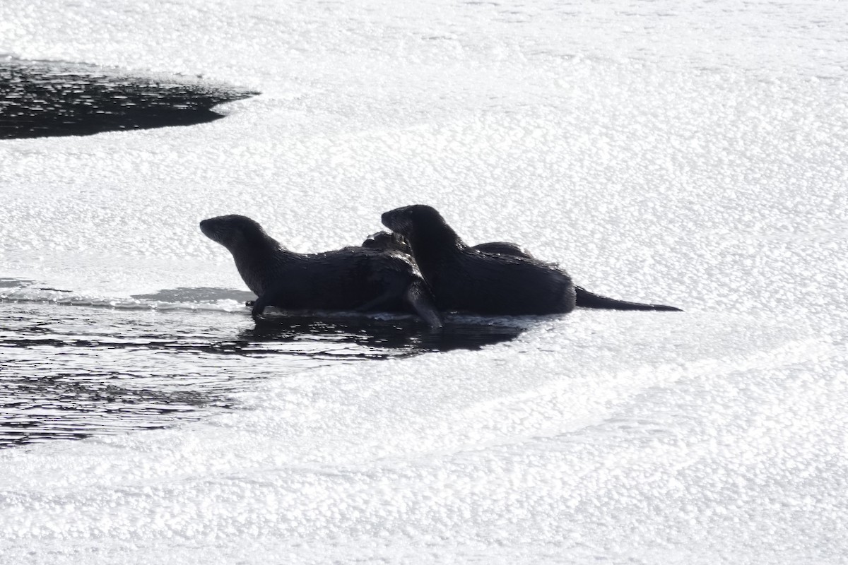 North American River Otter - ML646215210