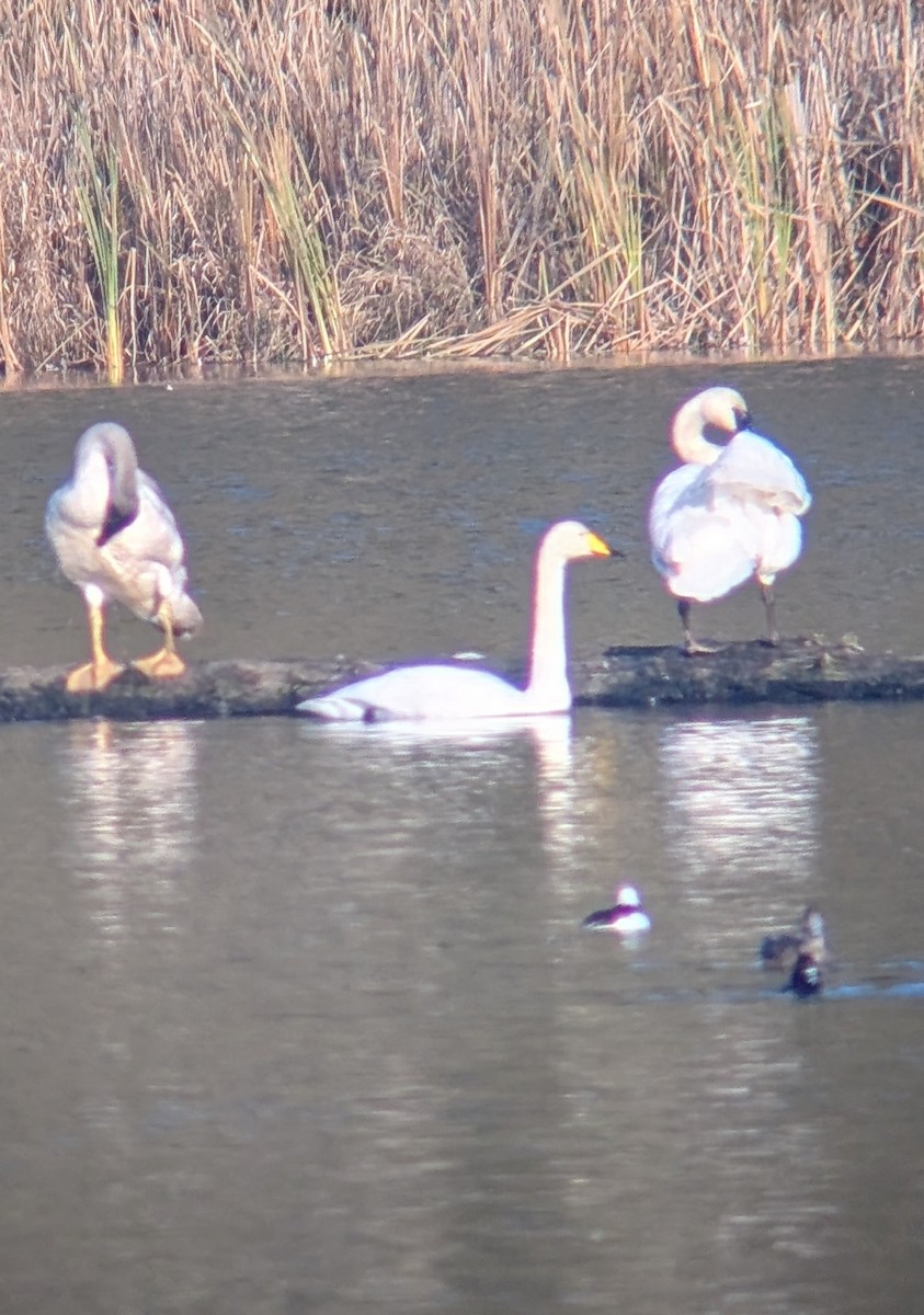 Whooper Swan - ML646215233