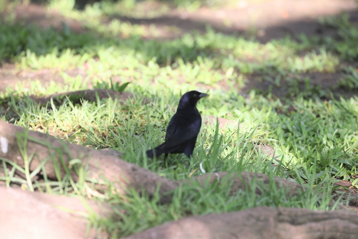 Shiny Cowbird - ML646215240