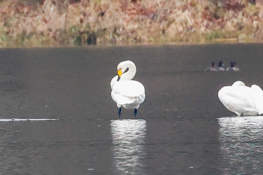 Whooper Swan - ML646215246
