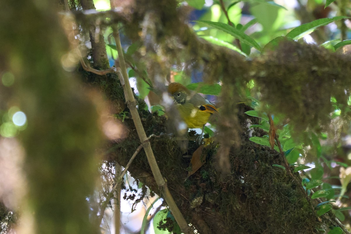 Chestnut-tailed Minla - ML646215250