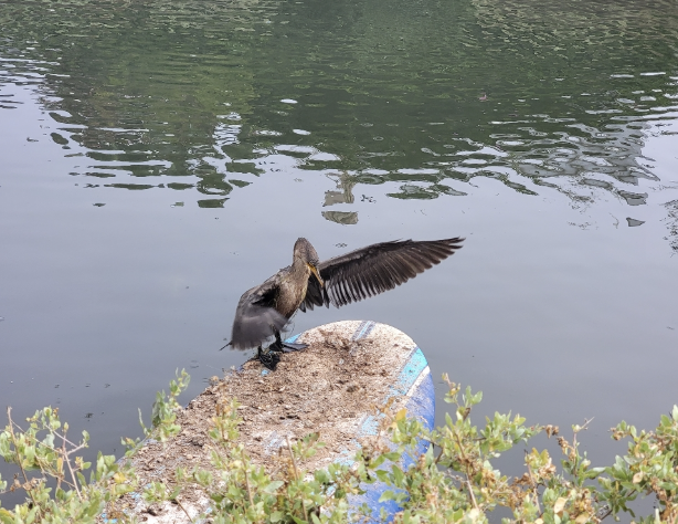 Double-crested Cormorant - ML646215252
