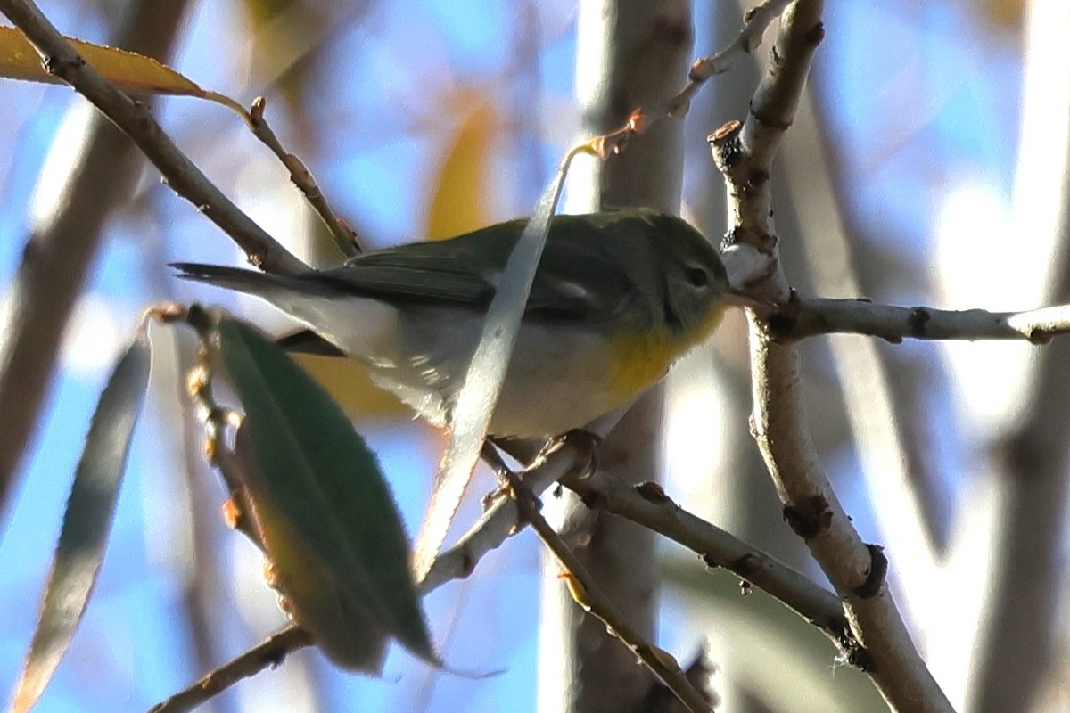 Очковая древесница - ML646215253