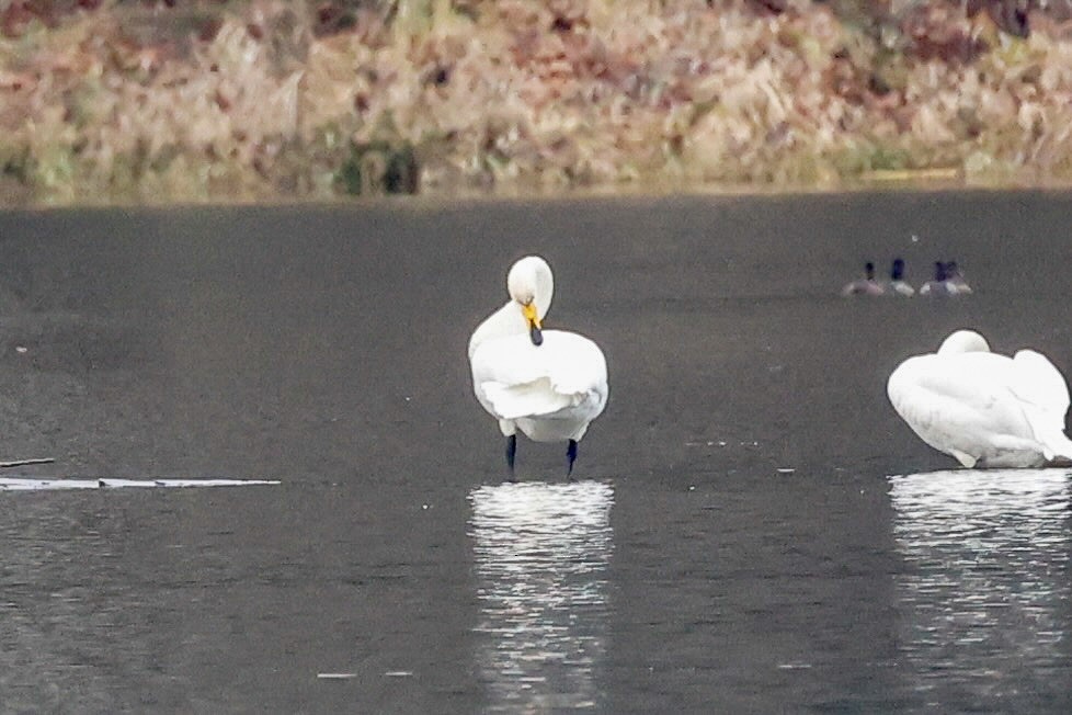Whooper Swan - ML646215255