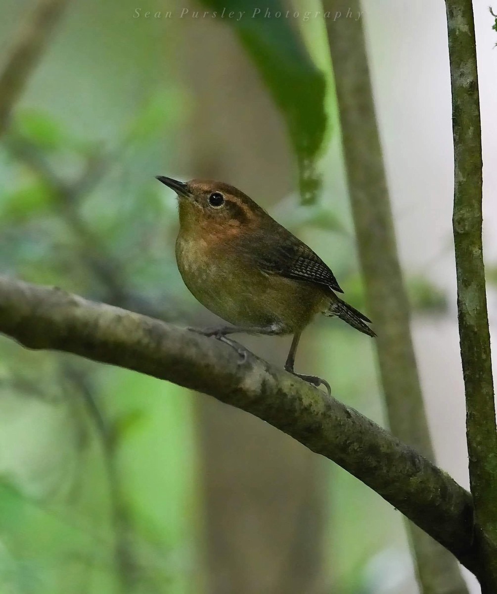 Costa Rican Warbler - ML646215267