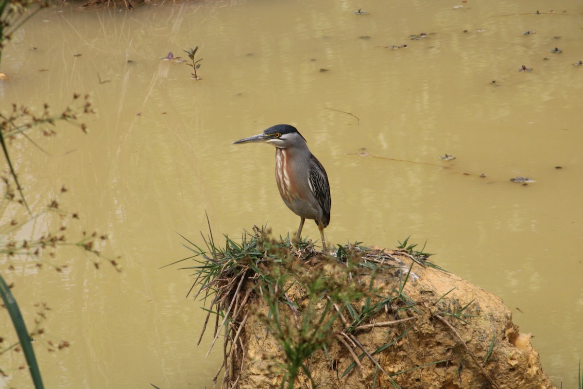 volavka proměnlivá - ML646215268