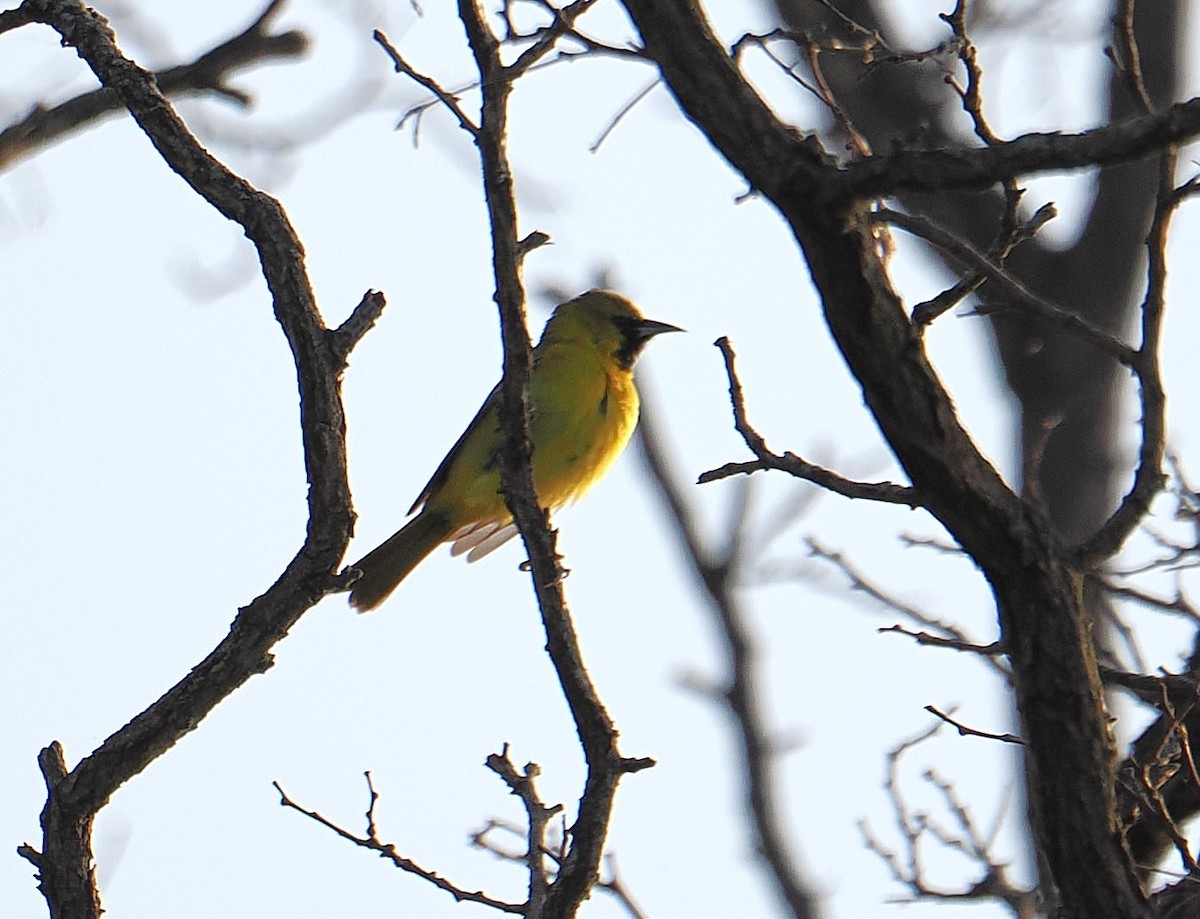 Orchard Oriole - ML646215271