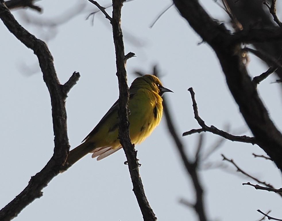 Orchard Oriole - ML646215277